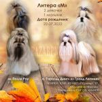 Девочка ши тцу продается