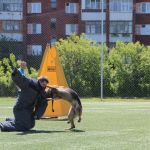 Дрессировка собак в омске