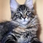 Котята породы мейн-кун с яркими породными данными
