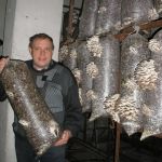 Мицелий грибов, субстраты, почтовая рассылка