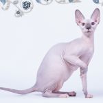 Эксклюзивная радость для вас- Эльф, Двэльф, бамбино, канадский сфинкс, белый разноглазый или го.