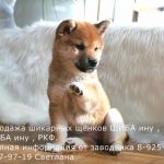 Породные щенки сиба-ину/шиба-ину. Доступные цены.