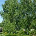 Продаётся дача в новой Москве, московская прописка