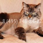 Стрижка Котов, Стрижка Кошек, Стрижка Котят.