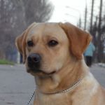 продам красивого лабрадора