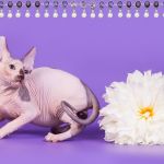 Мягкие, как пух, котята Эльф, Двэльф, бамбино, сфинкс.