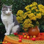 Стихотворные поздравления на любые торжества