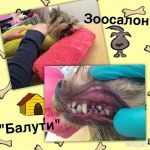Стрижка собак и кошек. щитниково, салтыковка, никольское