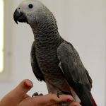 Жако  ручные птенцы из питомников фрг. документы cites